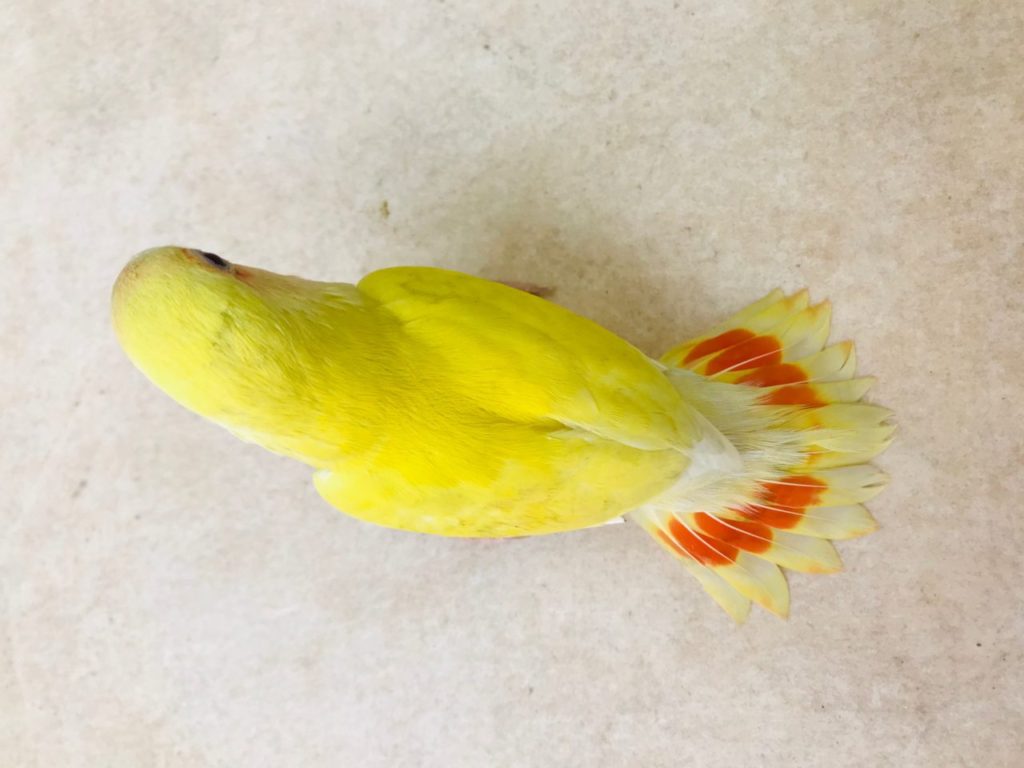コザクラインコ オレンジルチノーオパーリン ブルー モーブ 小鳥店 インコ オウム 小鳥 Bird Shop Ten 東京