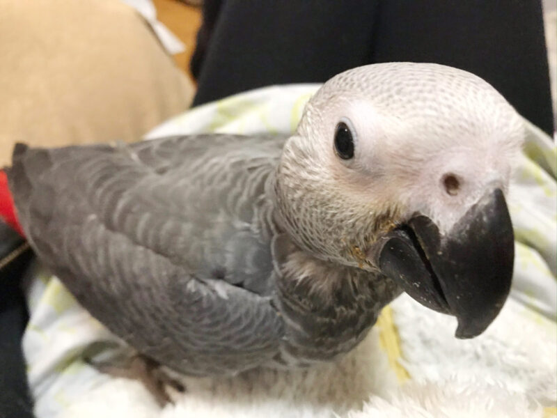 ヨウムのヒナ 小鳥店 インコ オウム 小鳥 Bird Shop Ten 東京