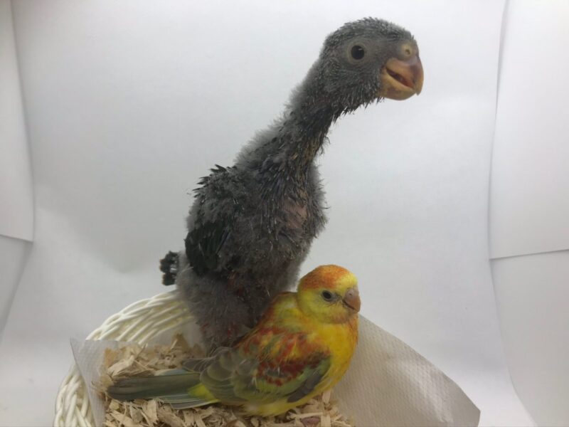 保存版 オーストラリア野鳥図鑑１ インコやオウムやペリカンも 楽しい写真で見る身近な野鳥一覧 フォトラベラー Yori Hirokawa 2x 45cm人工オウム鳥リアルなホームデコレーションバギータクシー3色 Ciudaddelmaizslp Gob Mx