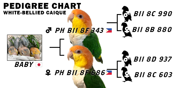 国産】シロハラインコ ヒナ 20220727 white-bellied caique baby