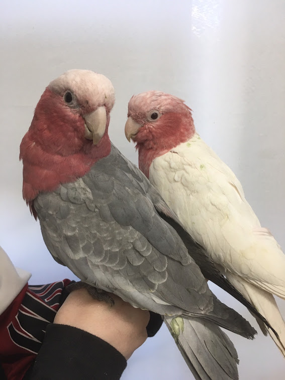 モモイロインコ 手のりヒナ 2023425-1 | 小鳥店（インコ、オウム、小鳥 