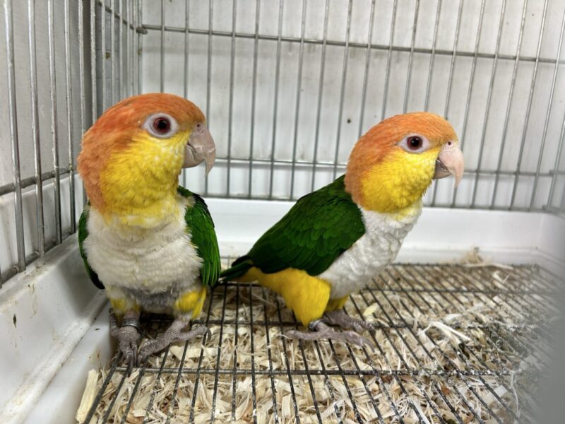 【親もの】緊急入荷シロハラインコ【荒】20231220 | 小鳥店（インコ、オウム、小鳥）｜BIRD SHOP TEN 東京