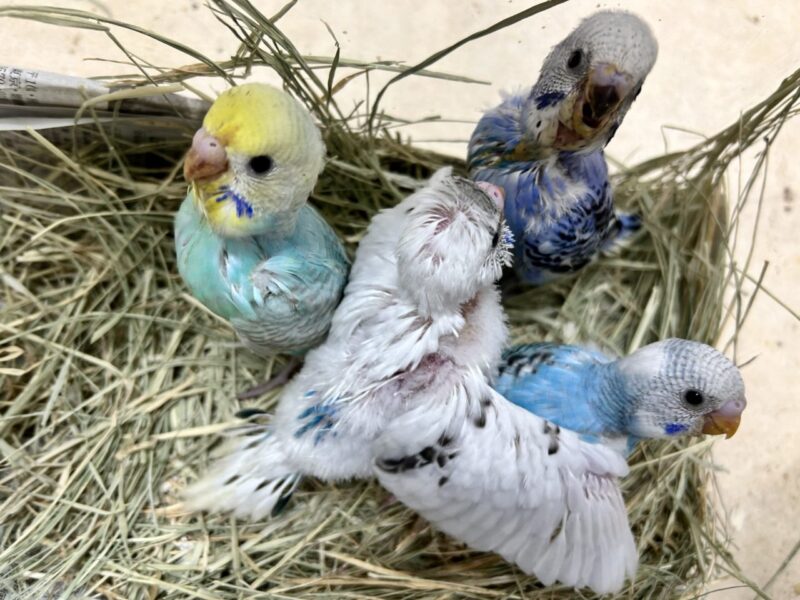 新入荷 デカゲロオスギ 新品 インコ ルアー用品 - www.insane.ai